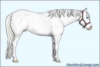 Horse Color:Silver Smoky Black Sabino Splash Varnish 
