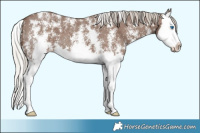 Horse Color:Silver Black Sabino Splash