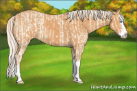 Horse Color:Cremello Splash  and Gray Cremello Splash 