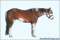 Horse Color:Bay Sabino