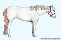 Horse Color:White Spotted Smoky Blue Roan Pearl Appaloosa Rabicano 