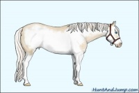 Horse Color:Silver Grullo Roan Pearl Sabino Splash Frame