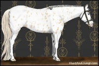 Horse Color:Gold Champagne Pearl Sabino Appaloosa