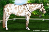 Horse Color:Liver Chestnut Pearl Near Leopard 