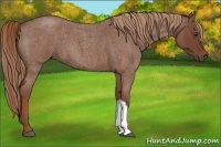 Horse Color:Red Roan 
