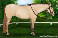 Horse Color:Bay Pearl Dun Sabino Rabicano
