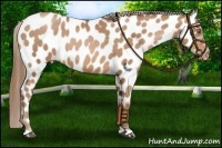 Horse Color:Bay Pearl Appaloosa 