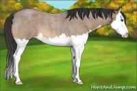 Horse Color:Buckskin Roan Splash 