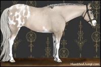 Horse Color:Chocolate Palomino Pearl Sabino Appaloosa