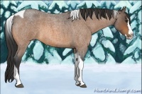 Horse Color:Buckskin Roan Splash Tobiano