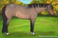 Horse Color:Buckskin Roan 