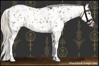 Horse Color:Palomino Near Leopard  and Palomino Dun Near Leopard 