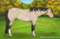 Horse Color:Buckskin Roan 