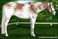 Horse Color:White Spotted Silver Bay 