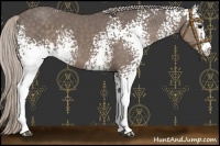 Horse Color:White Spotted Silver Black Sabino 