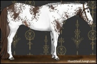 Horse Color:White Spotted Liver Chestnut 
