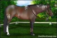 Horse Color:White Spotted Bay 
