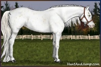 Horse Color:Palomino Near Leopard  and Palomino Near Leopard 