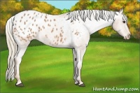 Horse Color:Chestnut Appaloosa