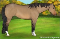 Horse Color:Bay Dun