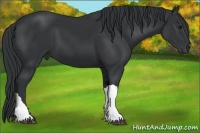 Horse Color:Black 