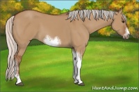 Horse Color:Silver Bay Dun Sabino Tobiano Frame Rabicano 