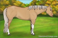 Horse Color:Silver Bay Dun Tobiano Rabicano