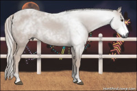 Horse Color:Gray Chestnut 