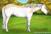 Horse Color:Silver Classic Champagne Dun Splash Frame