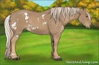 Horse Color:White Spotted Palomino Rabicano 
