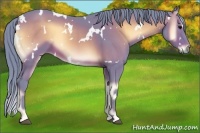Horse Color:Watercolor White Spotted Buckskin Onyx 