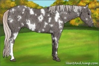Horse Color:White Spotted Silver Black Ice
