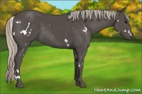 Horse Color:White Spotted Silver Black 