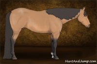 Horse Color:Buckskin 