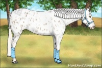 Horse Color:Palomino Roan Near Leopard  and Palomino Roan Near Leopard 