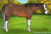 Horse Color:Bay Splash 
