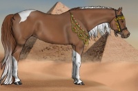 Horse Color:Chestnut Tobiano