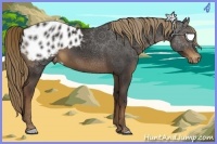 Horse Color:Liver Chestnut Appaloosa 