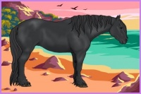 Horse Color:Black 