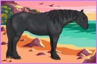 Horse Color:Black 