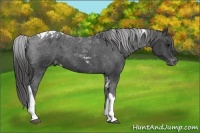 Horse Color:Black Tobiano Varnish 
