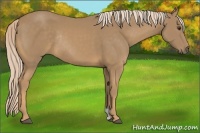 Horse Color:Palomino Rabicano 