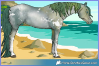 Horse Color:White Spotted Buckskin Pearl 