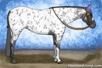 Horse Color:Blue Roan Appaloosa 