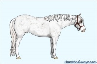 Horse Color:Silver Black Sabino Appaloosa 