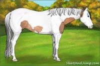 Horse Color:Buckskin Splash Tobiano Rabicano 