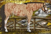 Horse Color:Bay Sabino Rabicano  and Buckskin Sabino Rabicano 