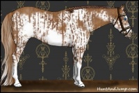 Horse Color:Chestnut Splash Frame  and Chestnut Splash Frame 
