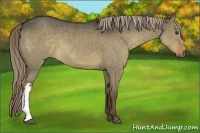 Horse Color:Liver Red Dun 