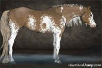 Horse Color:White Spotted Liver Red Dun Sabino Rabicano  and White Spotted Chocolate Palomino Sabino Rabicano 